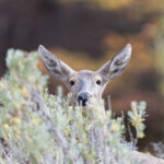 HUEMUL Francisco Espildora