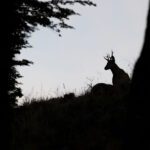 HUEMUL Francisco Espildora