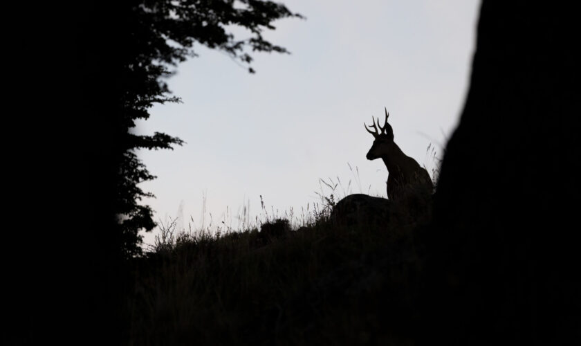 Fotógrafo chileno Francisco Espíldora inaugurará la exposición permanente «Huemul», que reúne su trabajo con la especie en Cerro Castillo