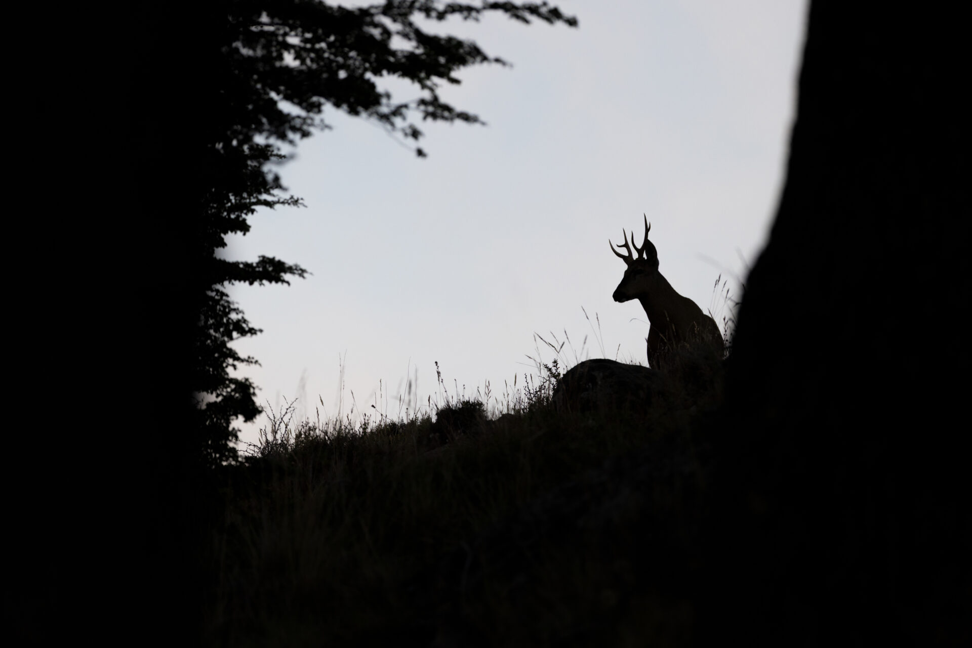 Fotógrafo chileno Francisco Espíldora inaugurará la exposición permanente «Huemul», que reúne su trabajo con la especie en Cerro Castillo