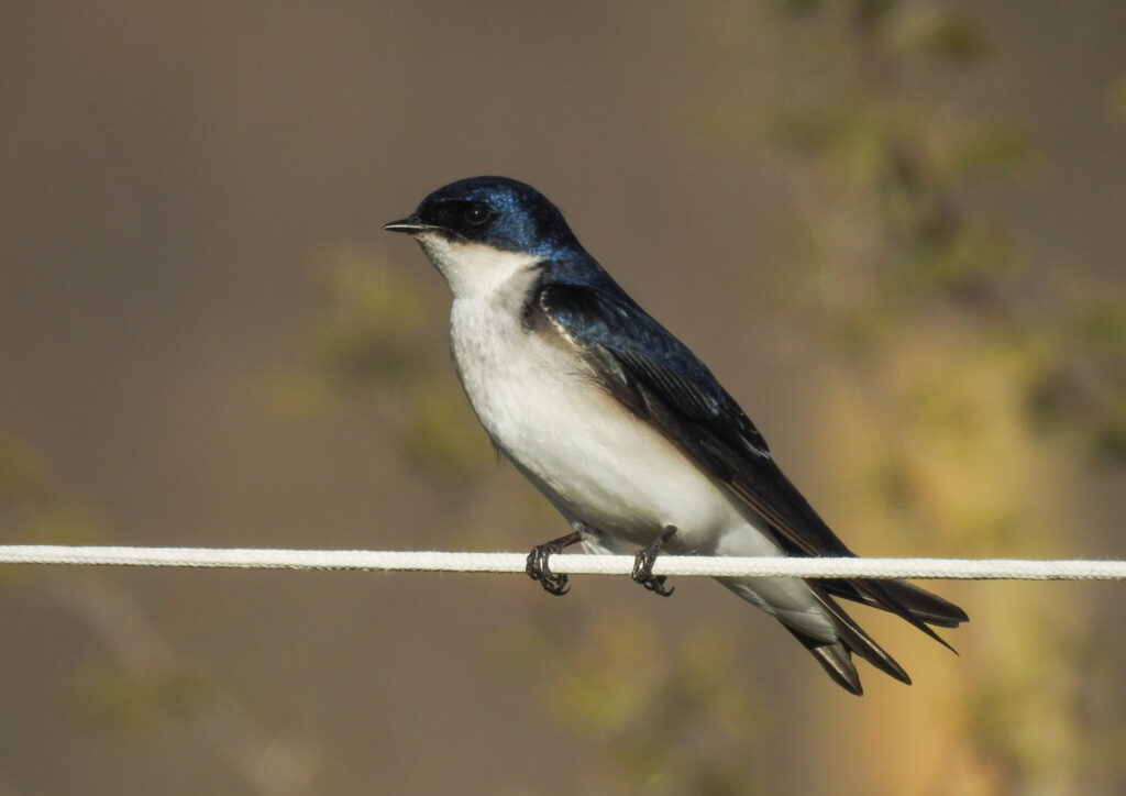 Golondrina chilena. Créditos: Pablo Gutiérrez Maier