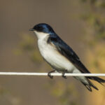 Golondrina chilena. Créditos: Pablo Gutiérrez Maier