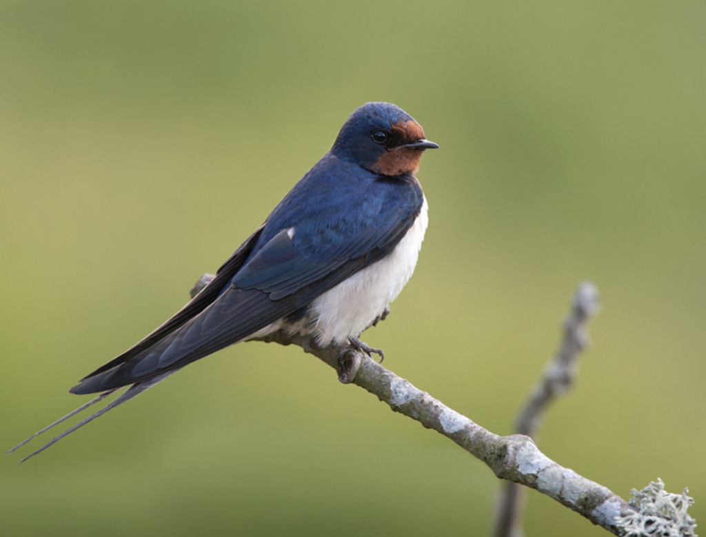 La golondrina común ​o tijereta (Hirundo rustica) es una especie de ave paseriforme de hábitos migratorios. Se trata de la golondrina con la mayor área de distribución del mundo. Habita en Europa, Asia, África, América y parte de Australasia. Foto: cortesía Lars Petersson/My World of Bird Photography