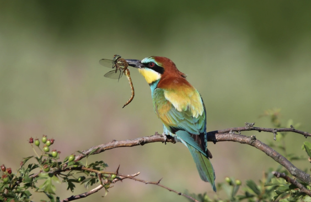 El abejaruco europeo​ (Merops apiaster) es un ave migratoria que habita en Eurasia y África. Foto: cortesía Richard Cff/Shutterstock
