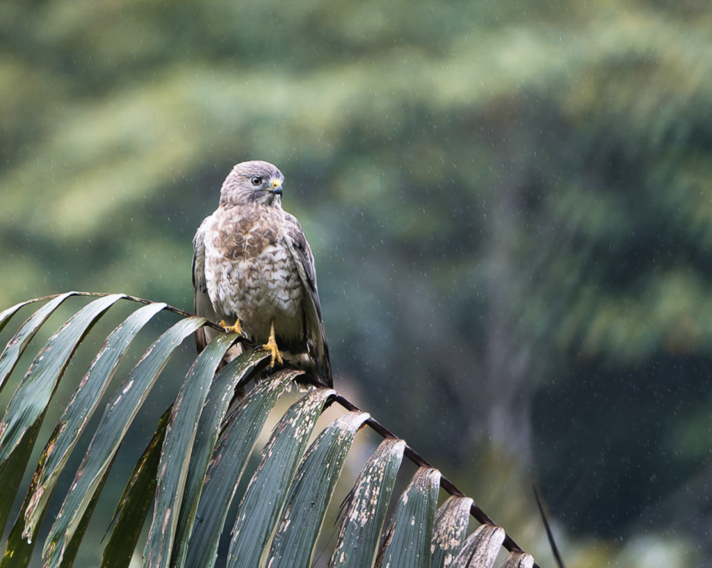 Gavilán Aludo (Buteo platypterus). Está presente en América Central y el Caribe. Foto: ©Eduardo Obando/Aves y Conservación