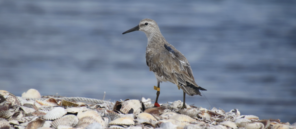 Un playero rojizo (Calidris canutus roselaari) marcado con un radiotransmisor Motus en Guerrero Negro. Foto: cortesía Julián García Walther