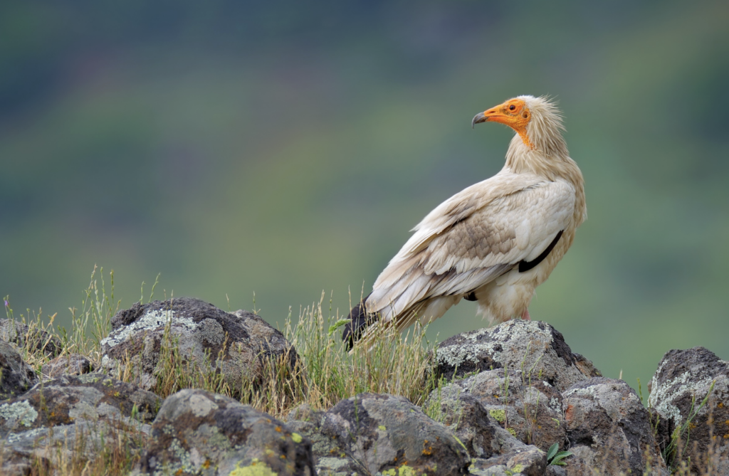 Buitre egipcio (Neophron percnopterus), gran ave rapaz fotografiada en Madzarovo, Bulgaria. Foto: cortesía Ondrej Prosicky/Shutterstock