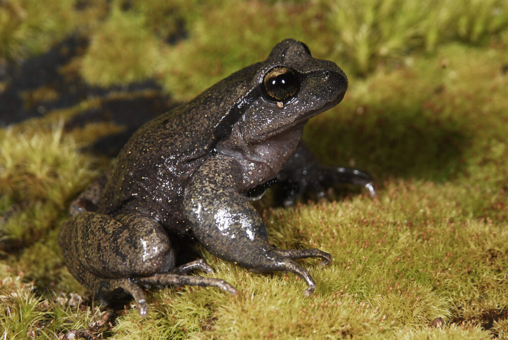 Rana de pecho espinoso de Cantillana (Alsodes cantillanensis). Créditos: ©Andrés "Andy" Charrier