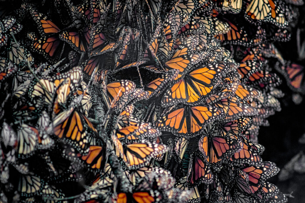 Migración mariposa monarca. Créditos: Fondo Monarca