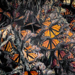 Migración mariposa monarca. Créditos: Fondo Monarca