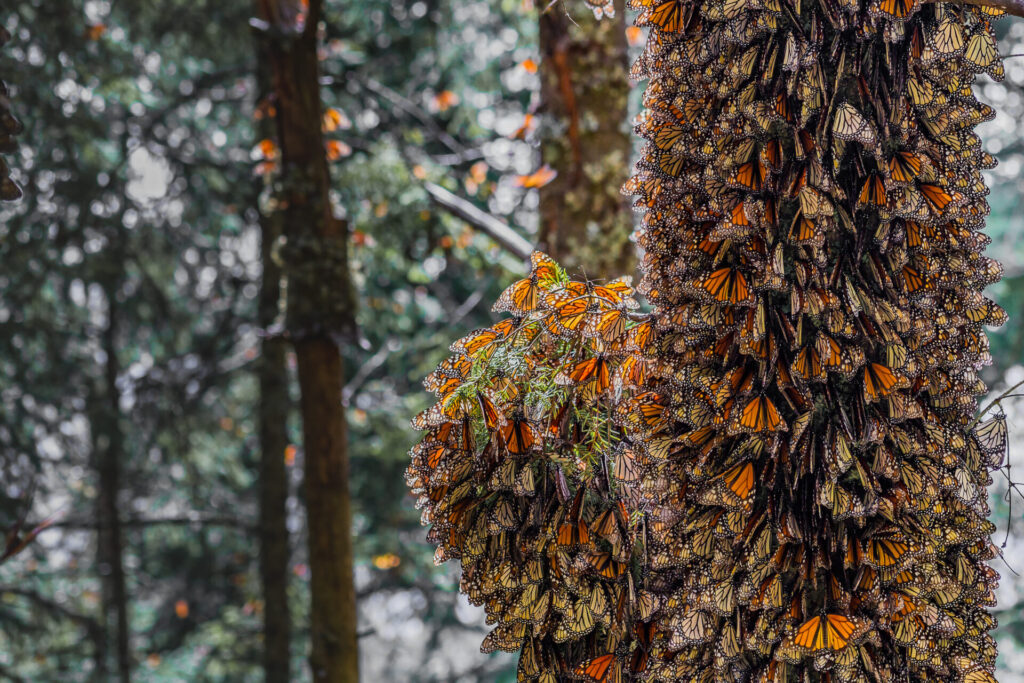 Migración de la mariposa monarca. Créditos: FOCEN