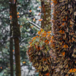 Migración de la mariposa monarca. Créditos: FOCEN