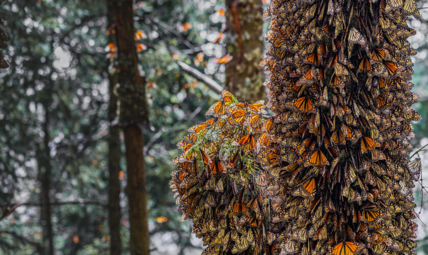 Hijas del viento: una galería sobre la gran migración de la mariposa monarca ante los retos del siglo XXI