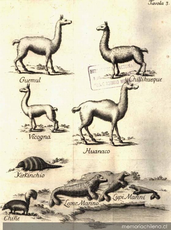 Animales de Chile, 1776. Compendio della storia geografica, naturale, e civili del regno del Chile. Créditos: Memoria Chilena.