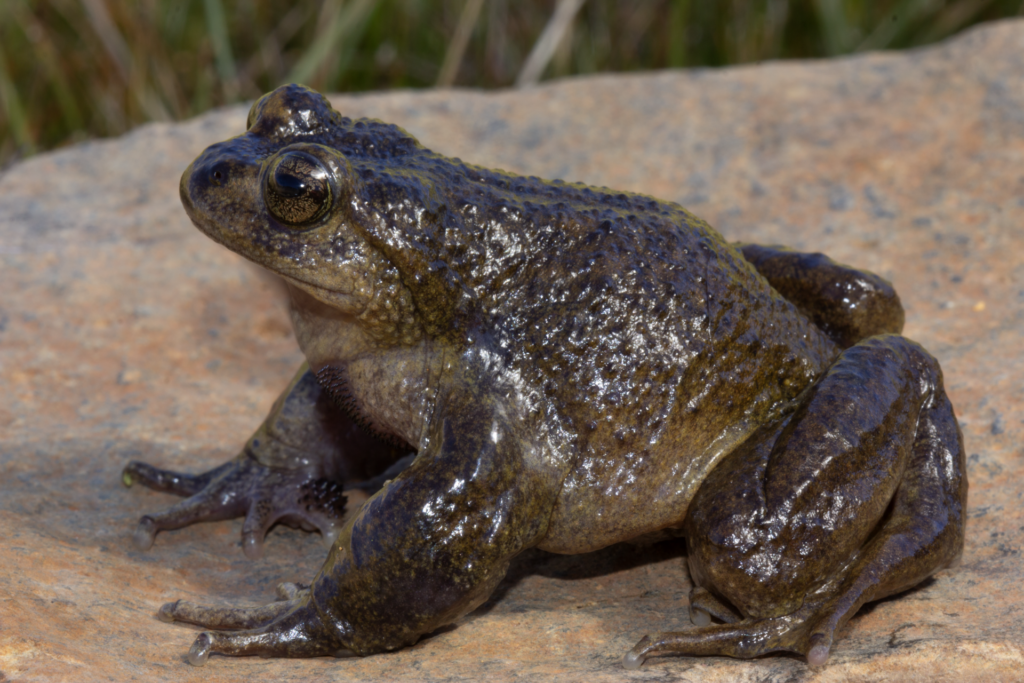Ranita del Pehuenche (Alsodes pehuenche). Créditos: ©Andrés "Andy" Charrier