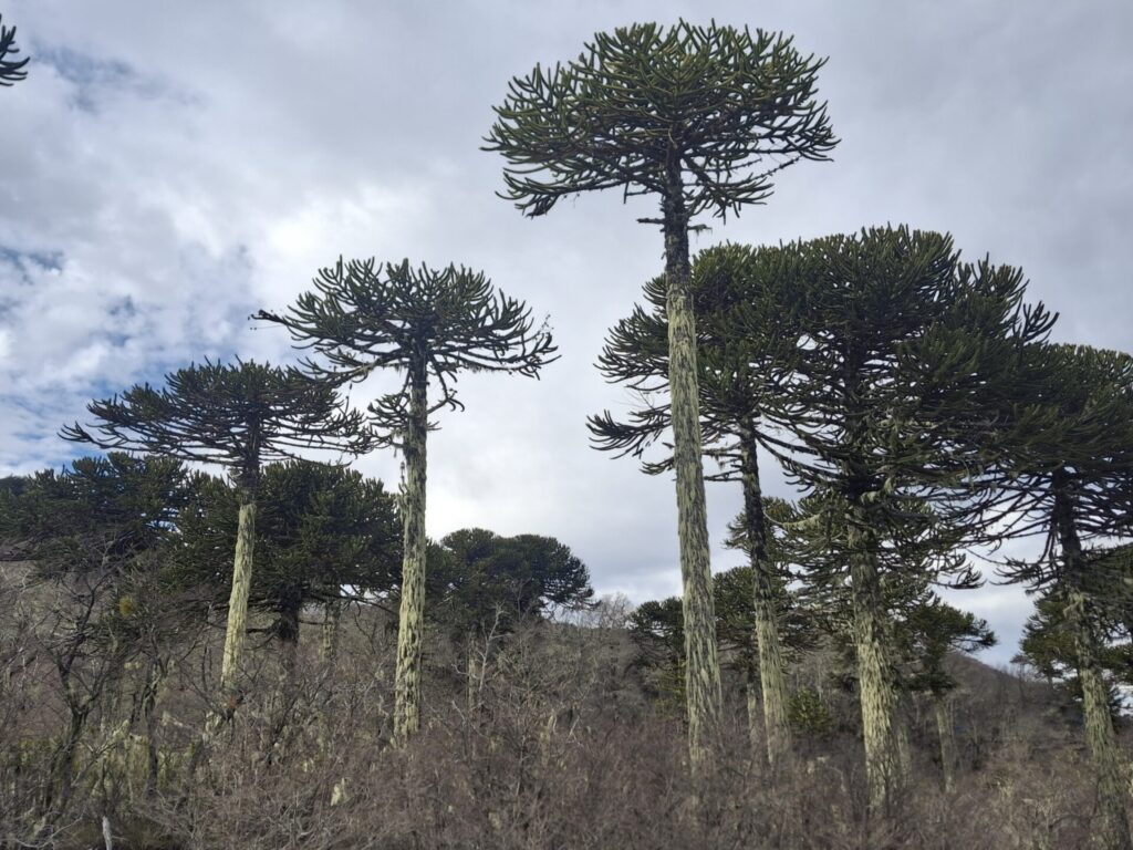 Araucarias. Créditos: Andrea Vargas