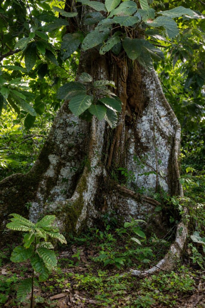 Árbol Créditos: María Ulloa