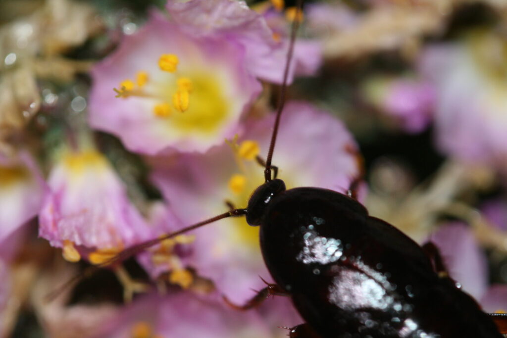 Cucarachas nativas Moluchia brevipennis en Los Molles, V Región de Chile. Fotografía de Cristian Villagra