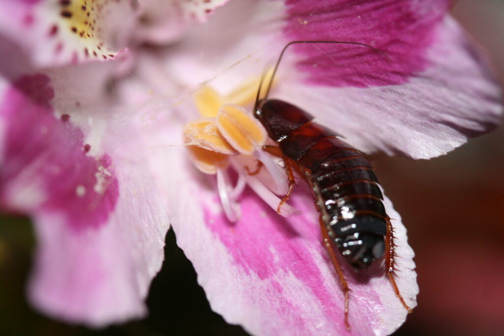 Cucarachas nativas Moluchia brevipennis alimentándose de la flor de Mariposita de los Molles (Alstroemeria pelegrina) en Los Molles, V Región de Chile. Fotografía de Cristian Villagra