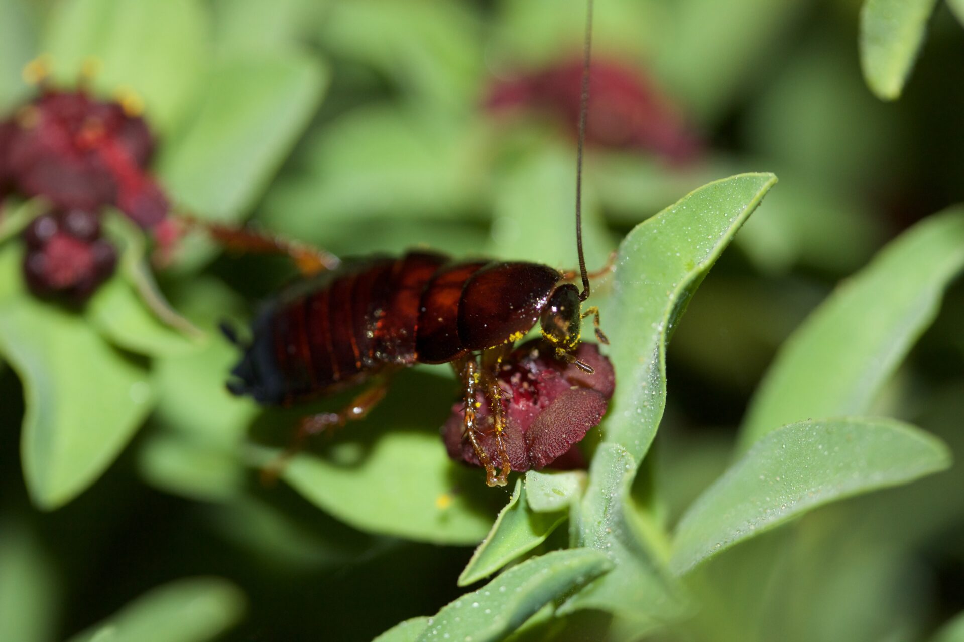 «No somos tan diferentes a las cucarachas»: estudio analiza cómo la pérdida de biodiversidad altera el cerebro de los insectos y lo compara con los humanos