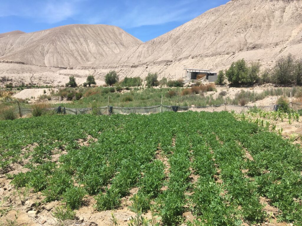 Muestras del desierto de Atacama Créditos: Fernando Alfaro