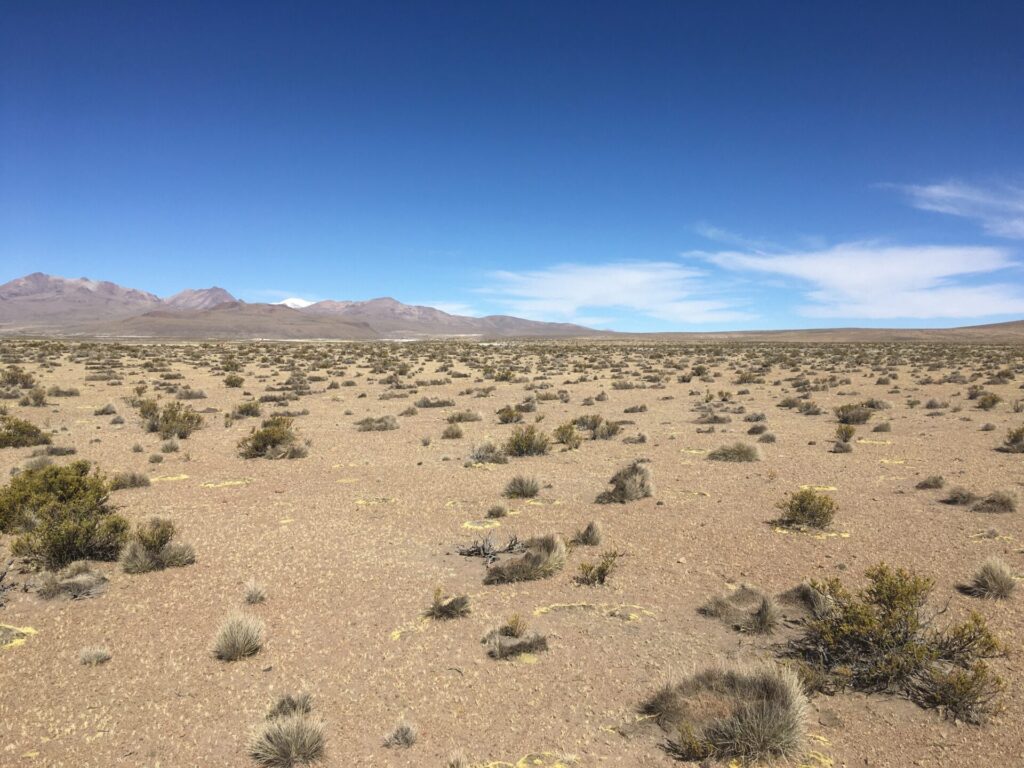 Muestras del desierto de Atacama Créditos: Fernando Alfaro