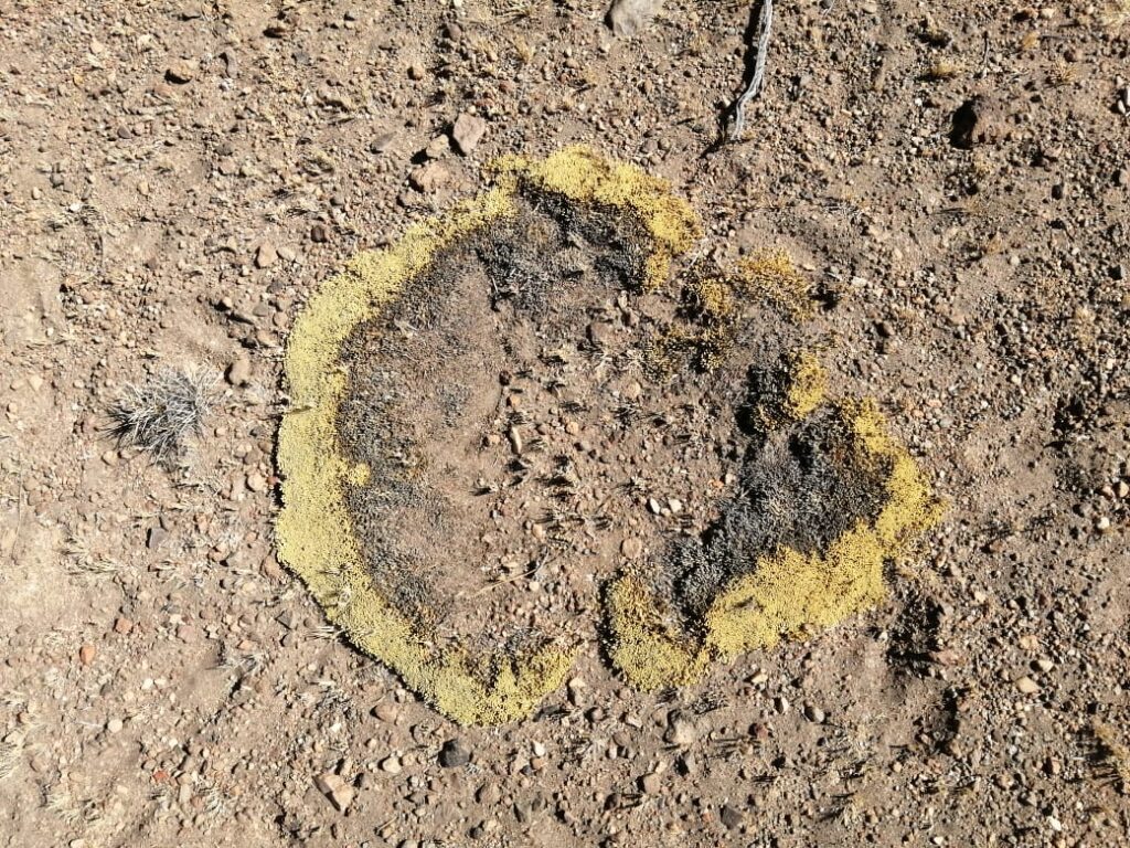 Muestras del desierto de Atacama Créditos: Fernando Alfaro