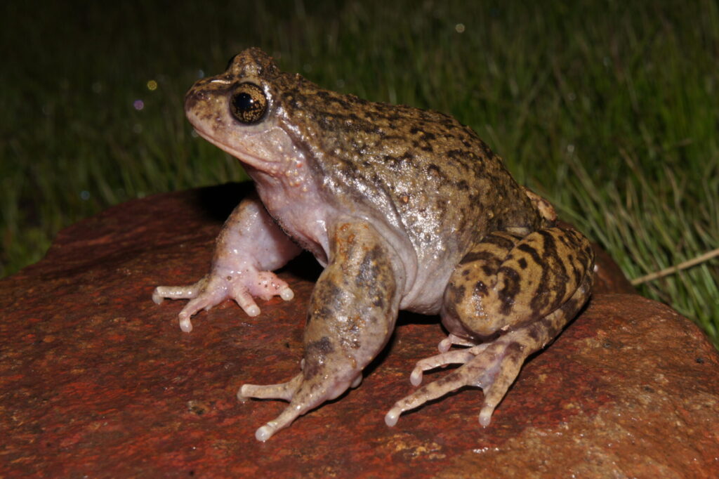 Rana de pecho espinoso de La Parva (Alsodes tumultuosus). Créditos: ©Andrés "Andy" Charrier