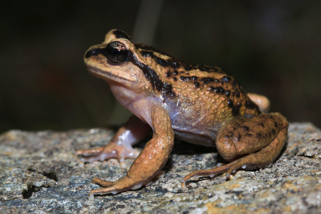 Rana de pecho espinoso de Cordillera Pelada (Alsodes valdiviensis). Créditos: ©Andrés "Andy" Charrier