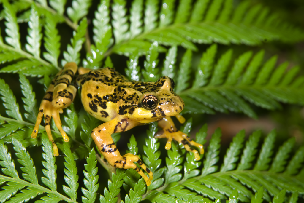 Rana jaspeada (Batrachyla antartandica). Créditos: ©Andrés "Andy" Charrier