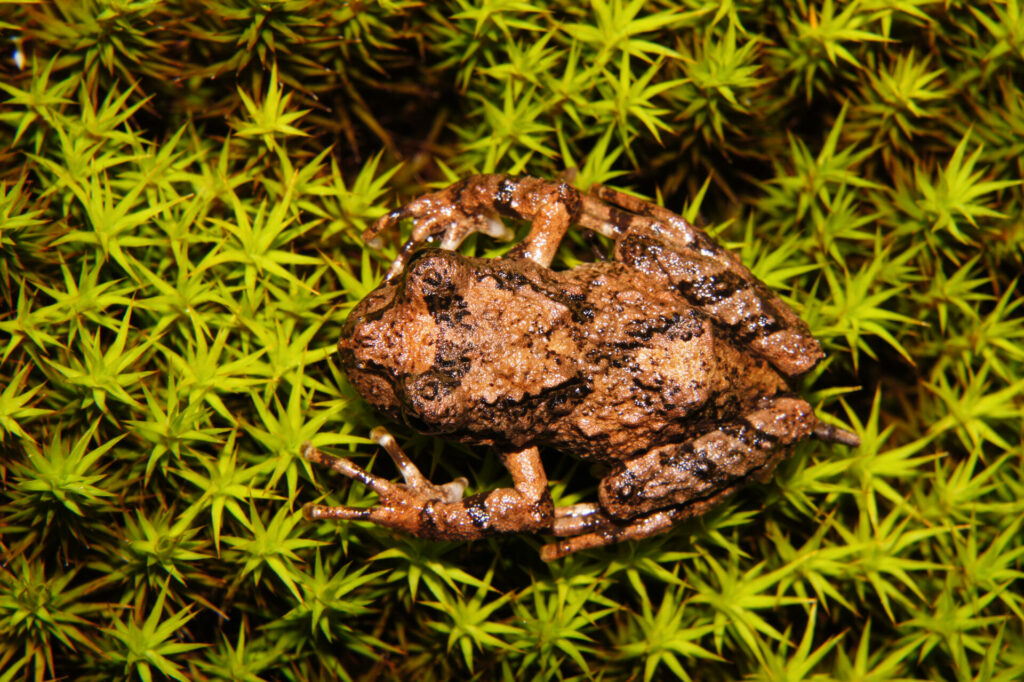 Rana moteada (Batrachyla leptopus). Créditos: ©Andrés "Andy" Charrier