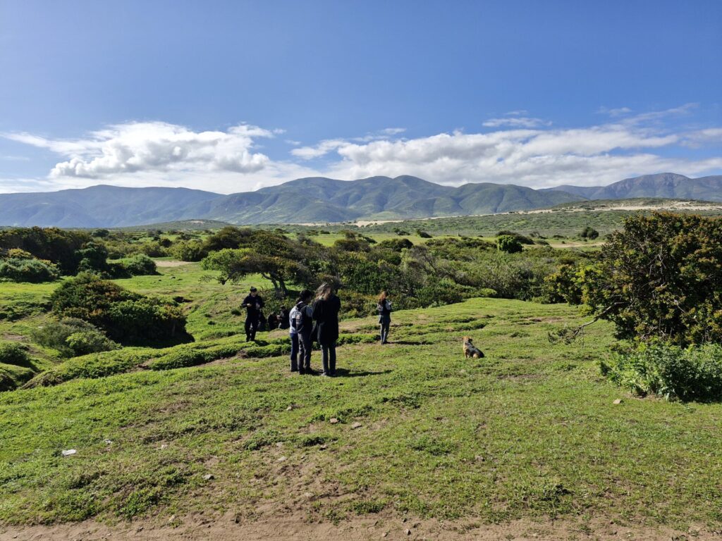 Bosque de Quereo. Créditos: Antonia Soto Castro