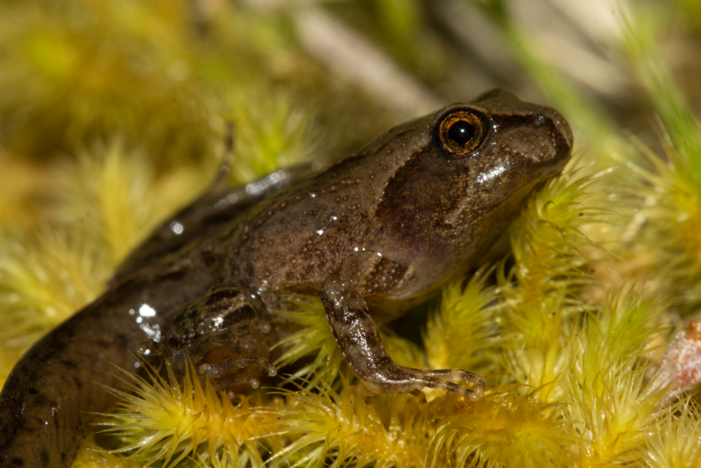 Ranita de antifaz (Batrachyla taeniata). Créditos: ©Andrés "Andy" Charrier
