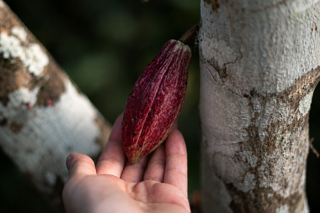 Cacao Rosa Créditos: María Ulloa