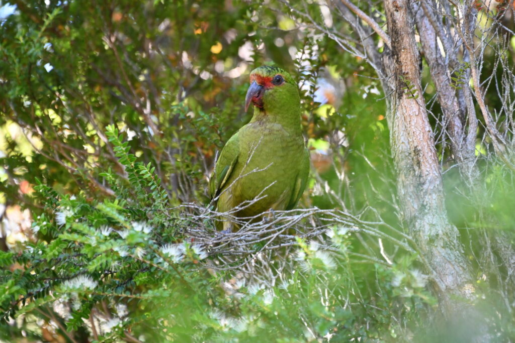 Choroy (Enicognathus leptorhynchus). Créditos: Loan 1221, vía iNaturalist.