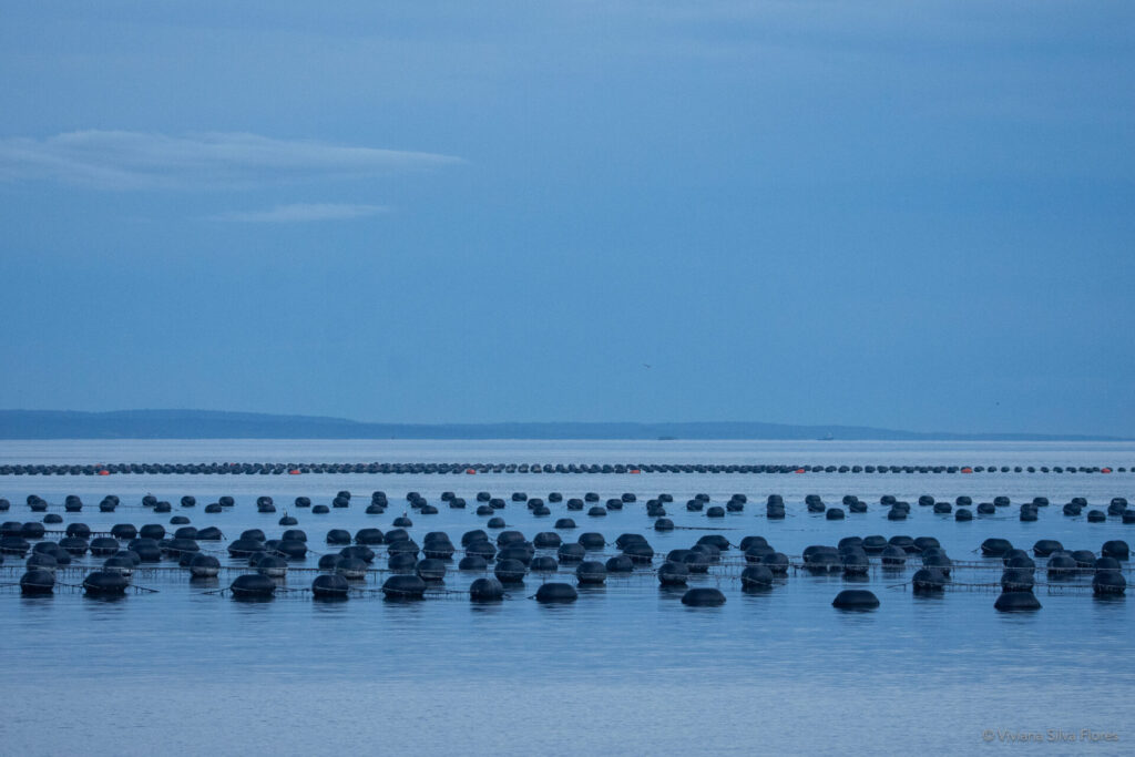Contar el mar(itorio), Región de Los Lagos Créditos: Viviana Silva Flores