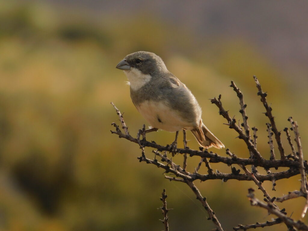 Diuca (Diuca diuca). Créditos: Vultur93, vía Wikimedia.