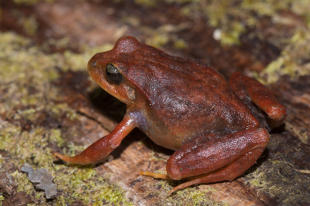 Rana de hojarasca de Oncol (Eupsophus altor). Créditos: ©Andrés "Andy" Charrier