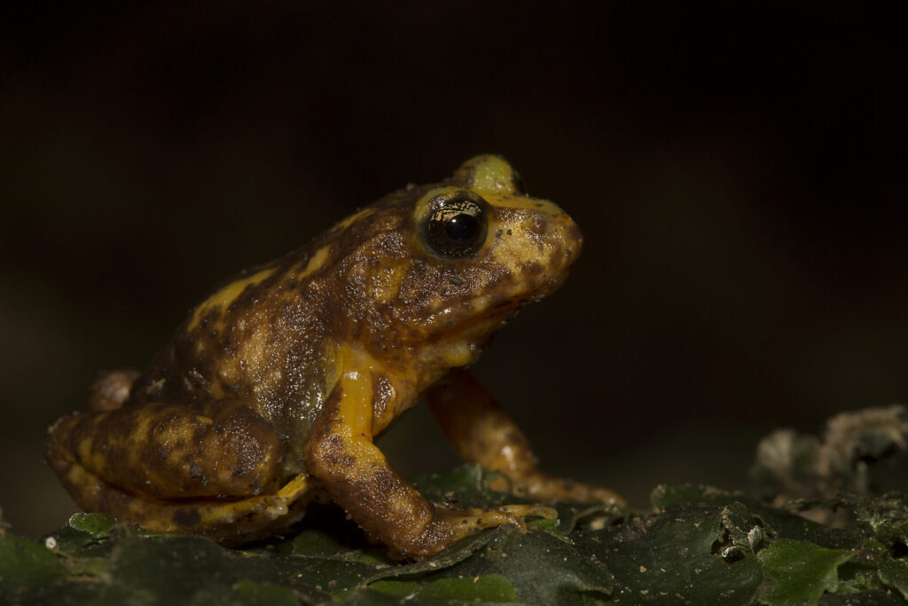 Sapo de la Isla Mocha (Eupsophus insularis). Créditos: ©Andrés "Andy" Charrier