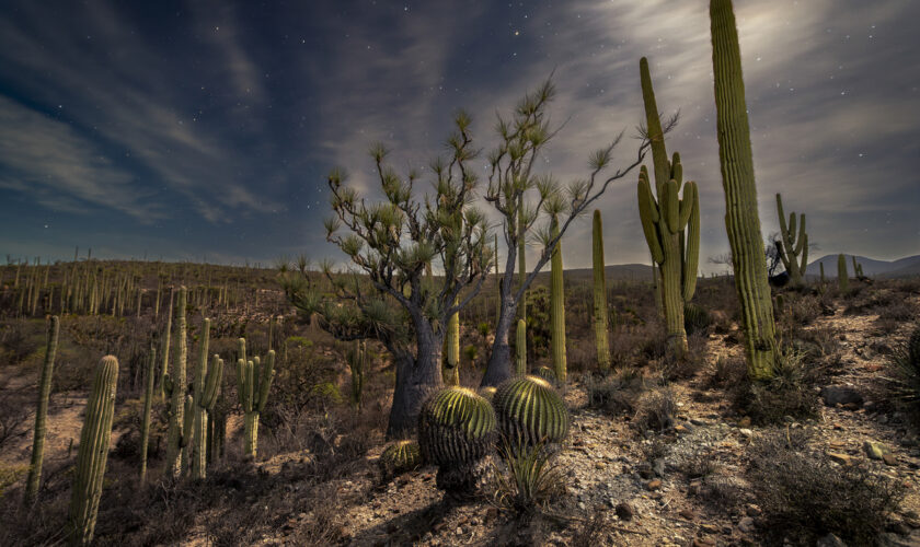 80 miradas a la biodiversidad de México toman las rejas de Chapultepec: conoce a los finalistas del 7º Concurso Nacional de Fotografía de Naturaleza de CONABIO