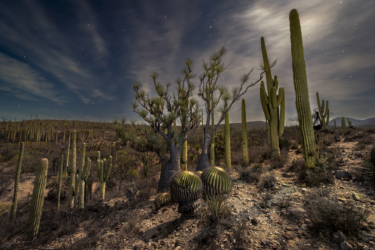 80 miradas a la biodiversidad de México toman las rejas de Chapultepec: conoce a los finalistas del 7º Concurso Nacional de Fotografía de Naturaleza de CONABIO