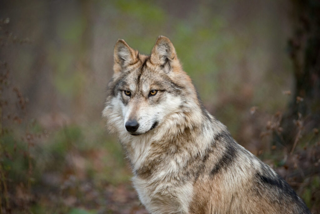     La recuperación del lobo gris mexicano enfrenta un desafío que no se mide únicamente en número de ejemplares: la baja diversidad genética de la población también representa una amenaza para su supervivencia a largo plazo. Créditos: EWCSTL