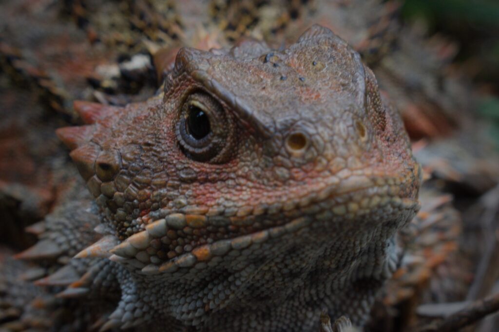 Phrynosoma orbiculare es una especie vivípara: las hembras mantienen a las crías en desarrollo dentro de su cuerpo hasta el nacimiento. Créditos: Erika Adriana Reyes Velázquez y Aldo Gómez Benítez