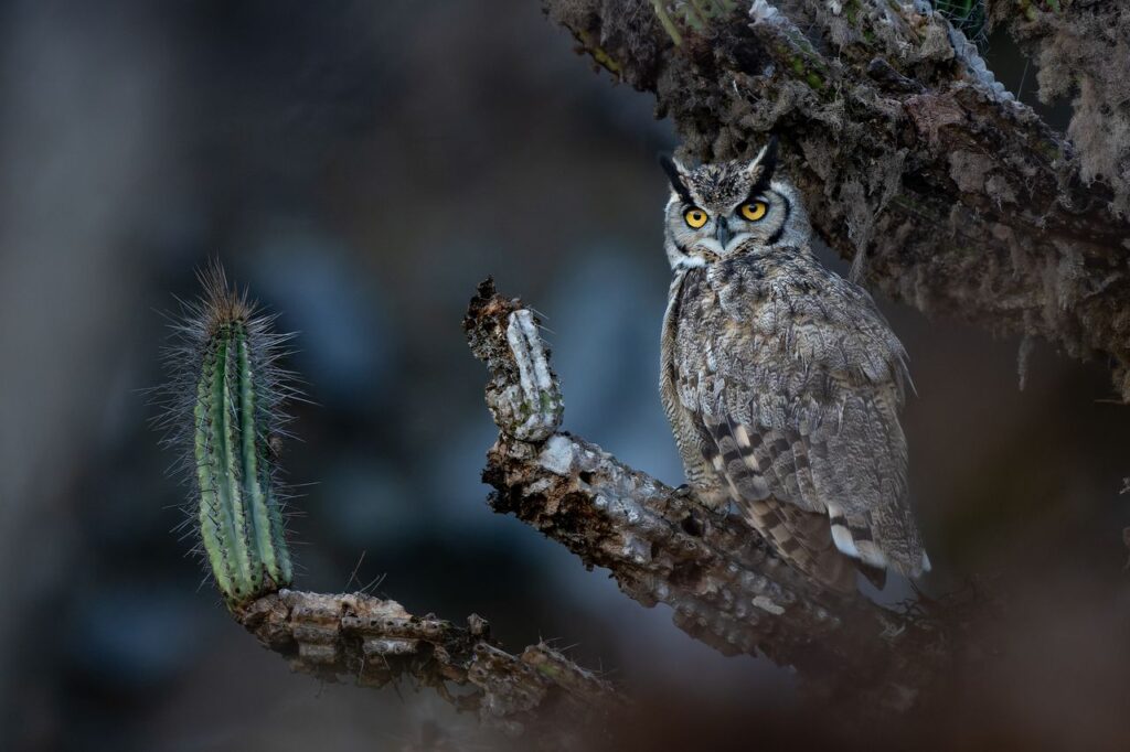 Foto Ganadora Audubon Photography Awards 2026 Créditos: Francisco Castro