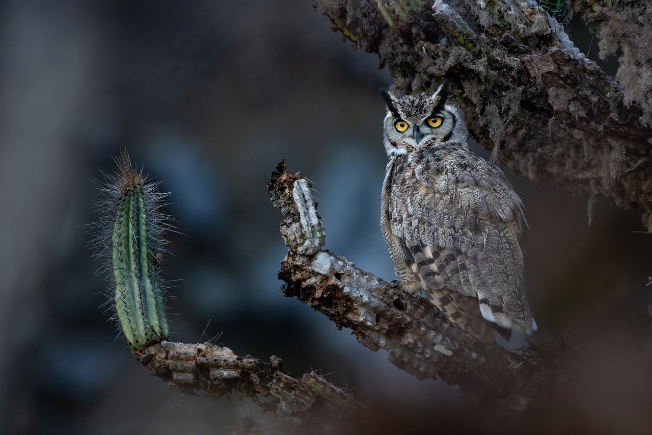 Fotógrafo chileno gana prestigioso concurso internacional con una imagen de un tucúquere en Paposo