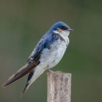 Golondrina chilena. Créditos: Juan Rodolfo Lillo
