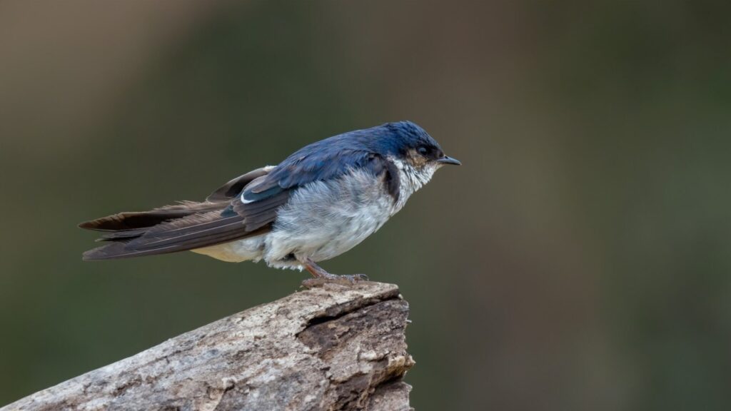 Golondrina chilena. Créditos: Juan Rodolfo Lillo