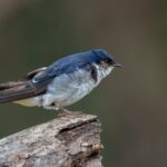 Golondrina chilena. Créditos: Juan Rodolfo Lillo