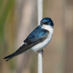 Golondrina chilena. Créditos: Juan Rodolfo Lillo