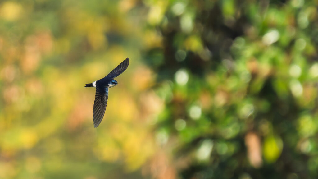 Golondrina chilena. Créditos: Juan Rodolfo Lillo